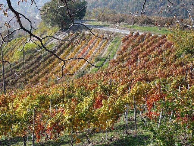 Cascina Sant'Eufemia Villa Sinio Eksteriør bilde